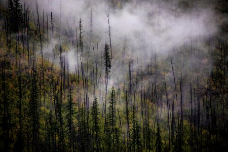 Fog on an old Burn photo