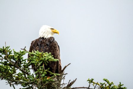 bald eagle
