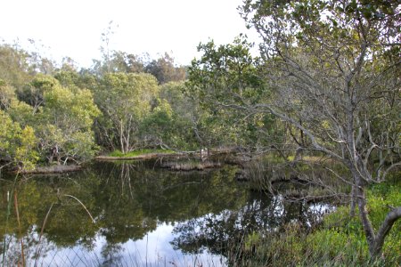 Avicennia marina. Grey Mangrove