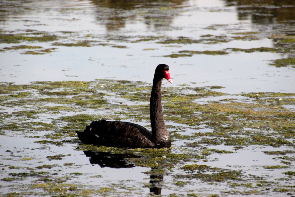 Black Swan. Cygnus atratus
