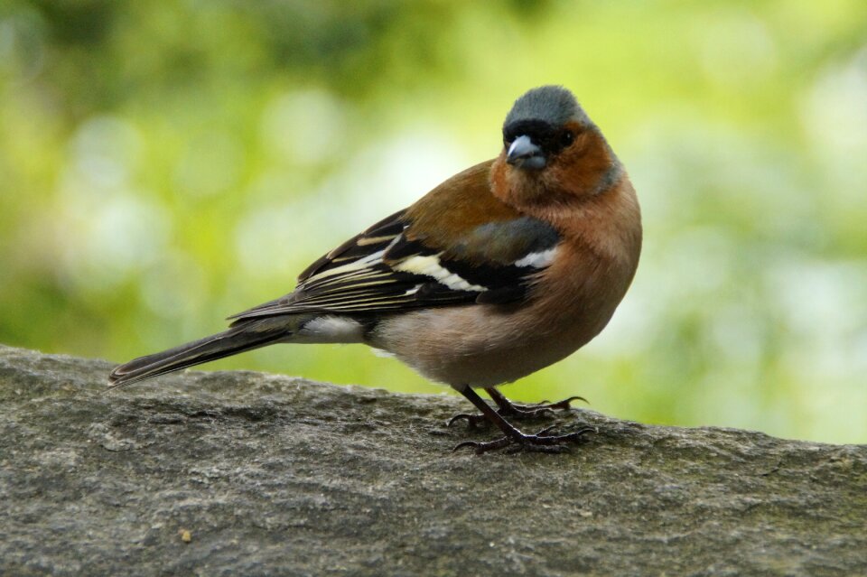 Bird cheeky trustful