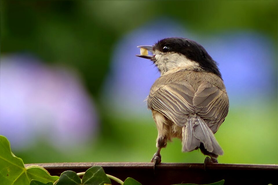 Young periparus ater foraging