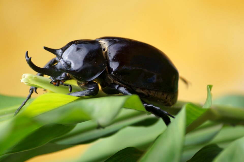 Forest insect nature