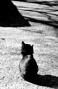 Cat at Kawagoe3.jpg