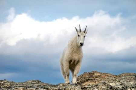 Mountain Goat- You Shall Not Pass photo