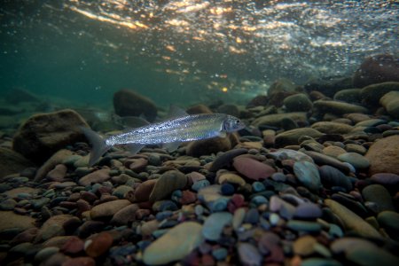 Mountain Whitefish - Prosopium williamsoni photo