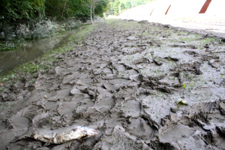 Dead fish, sediment after Hurricane Irene flood event