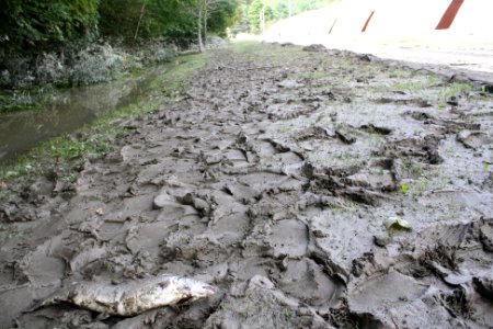 Dead fish, sediment after Hurricane Irene flood event photo