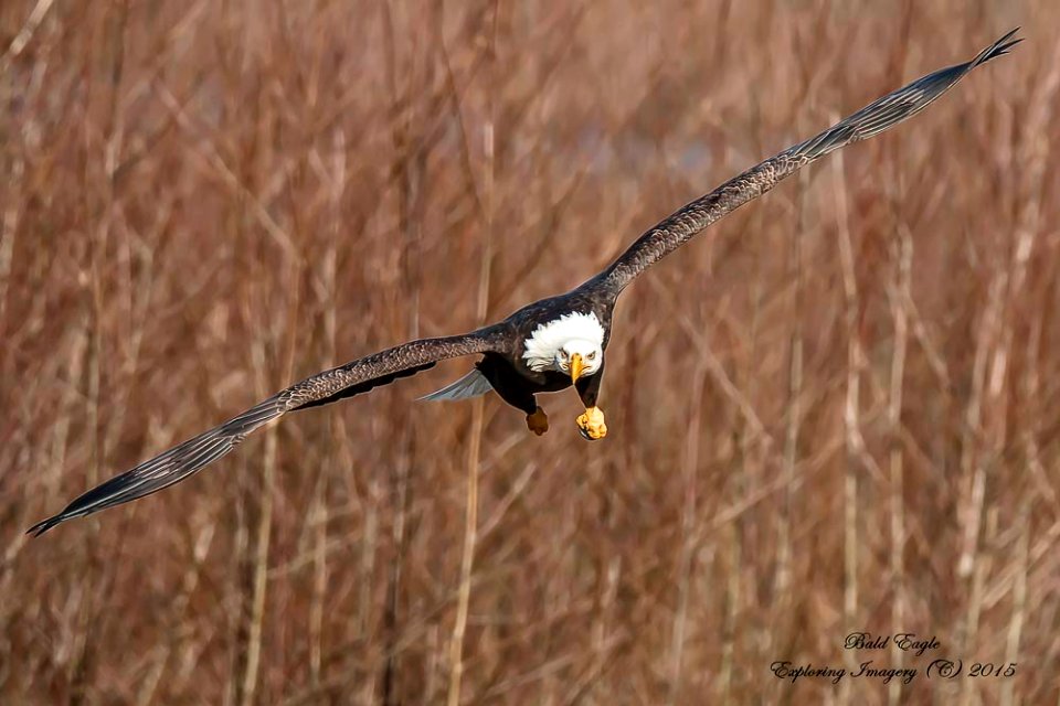 20150108-5101 Bald Eagle
