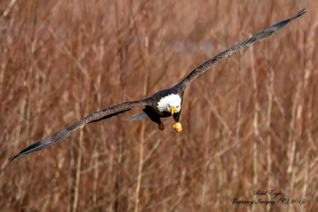 20150108-5101 Bald Eagle photo