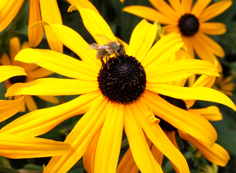 Flower bee nature