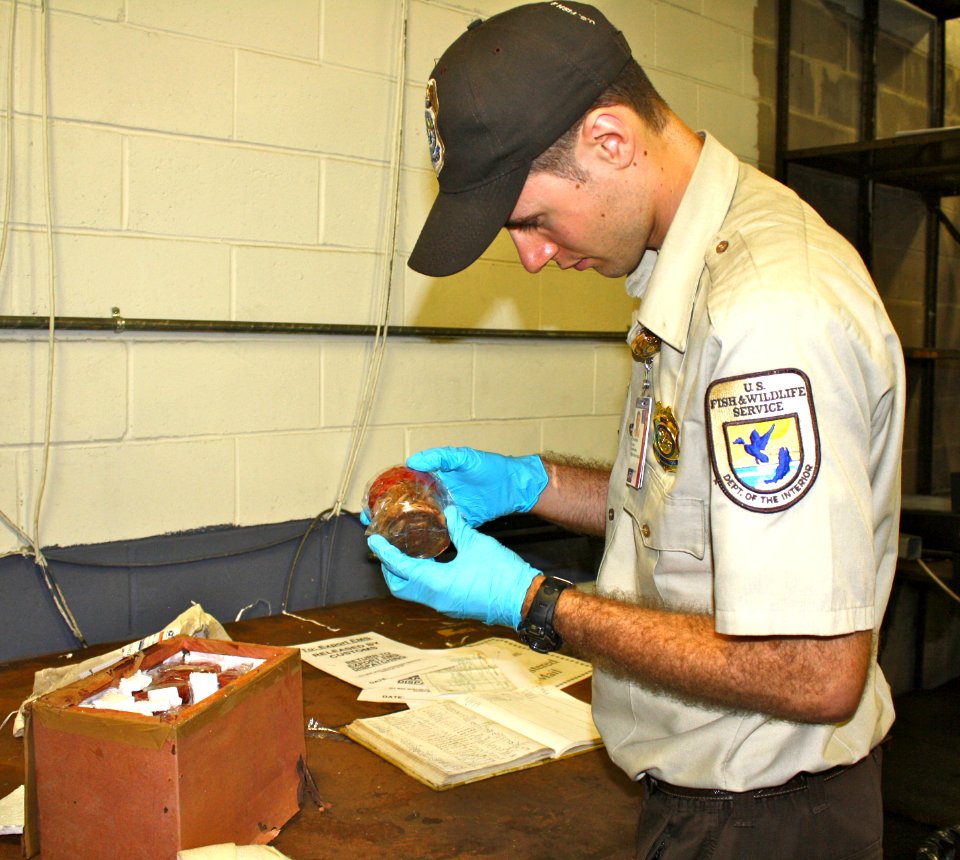 Inspector looks at a shipment of fiddler crabs photo