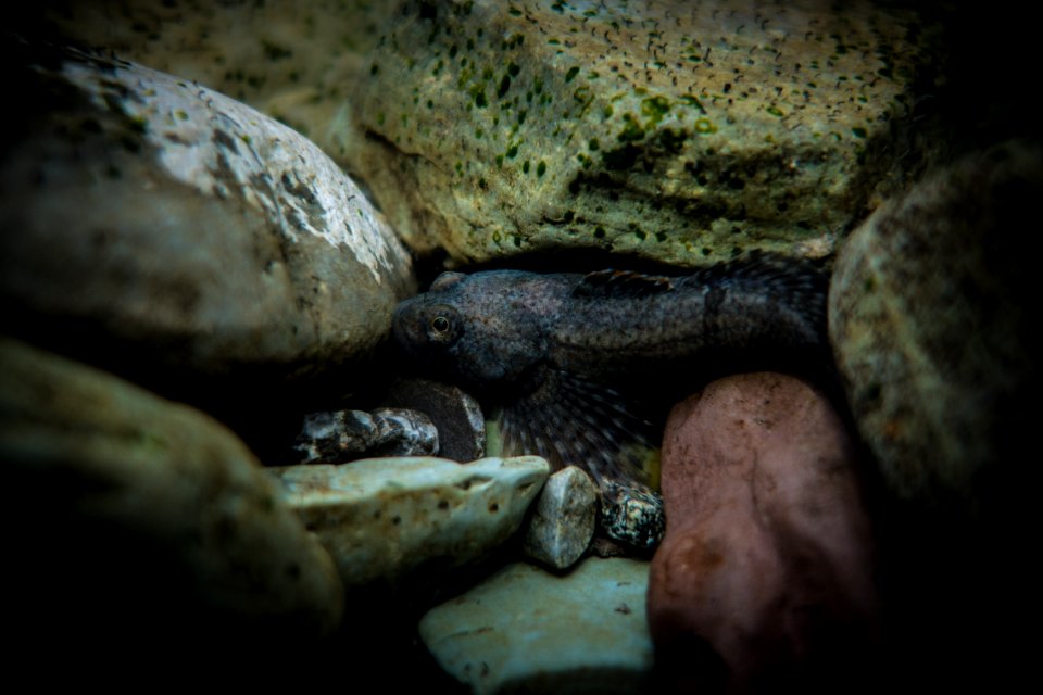 Sculpin in St. Mary River