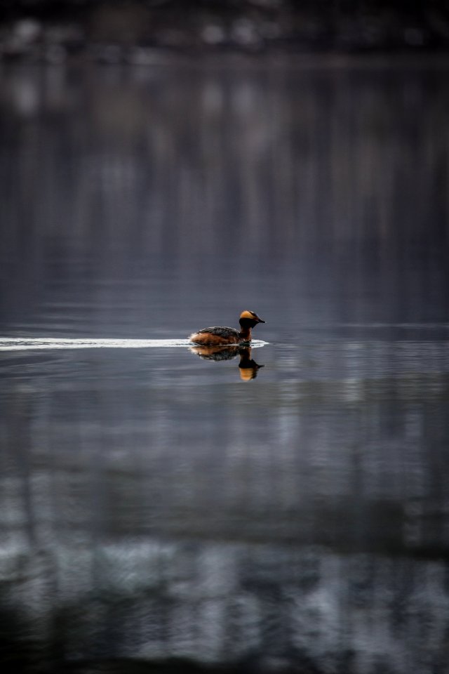 Horned Grebe