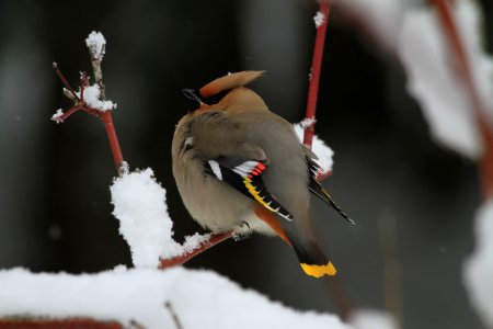 Bohemian Waxwing (Bombycilla garrulus) photo