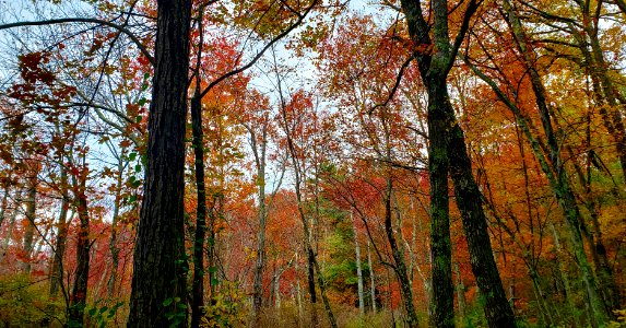 Assabet River National Wildlife Refuge: Peaks October 13 - October 20