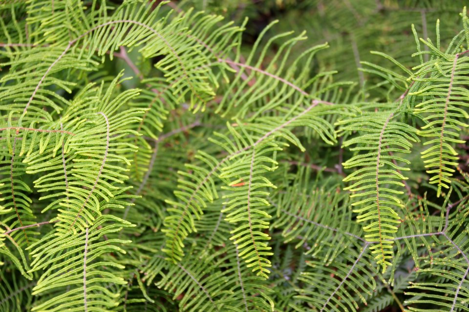Gleichenia dicarpa. Coral Fern