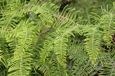 Gleichenia dicarpa. Coral Fern