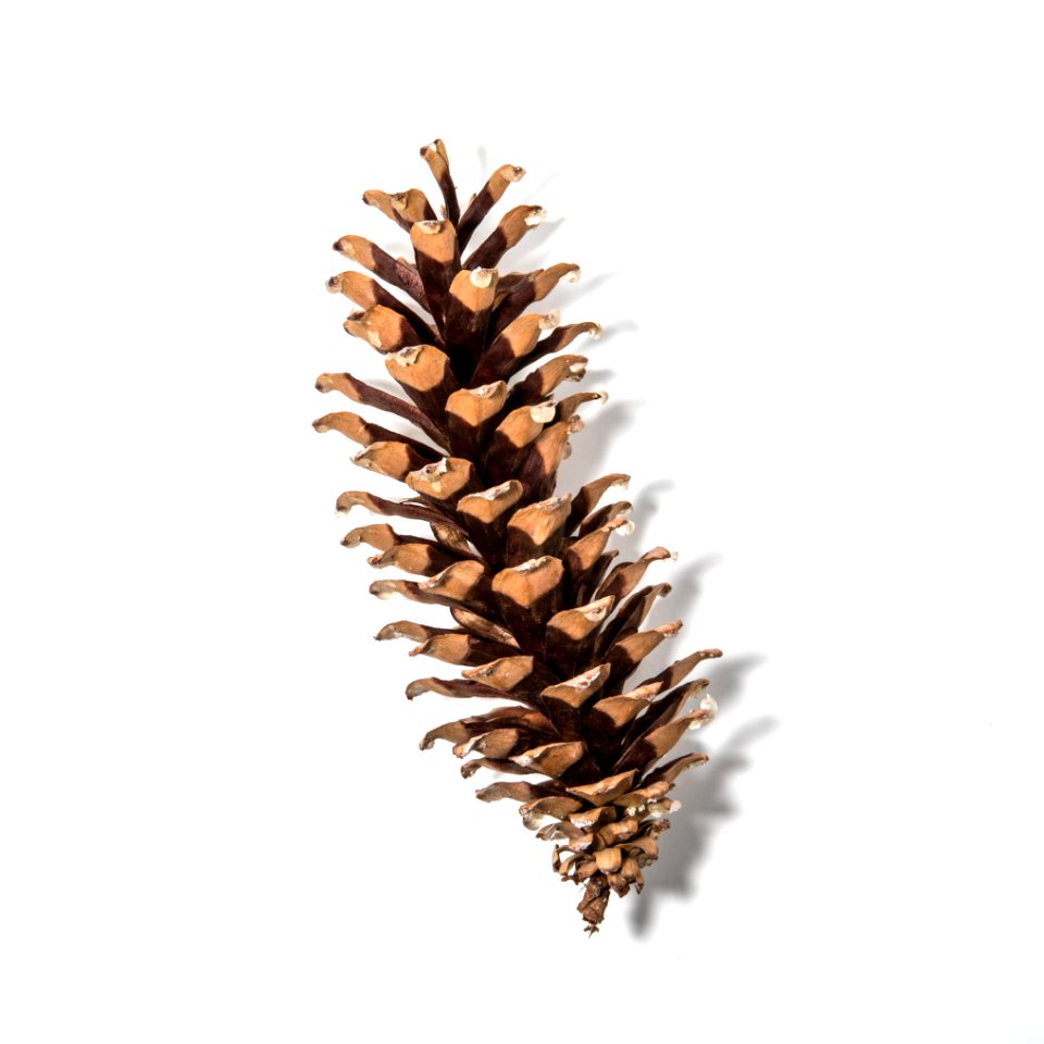 Western white pine (Pinus monticola)
