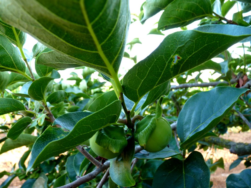 P1320006