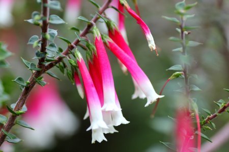 Epacris longiflora
