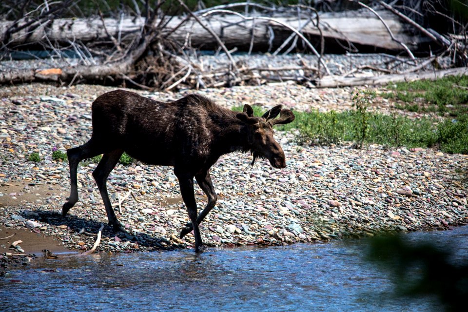 Moose in McDonald Creek