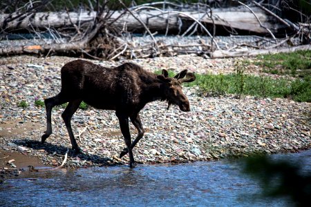 Moose in McDonald Creek photo