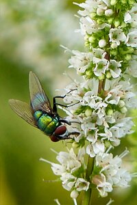Calliphoridae foraging garden