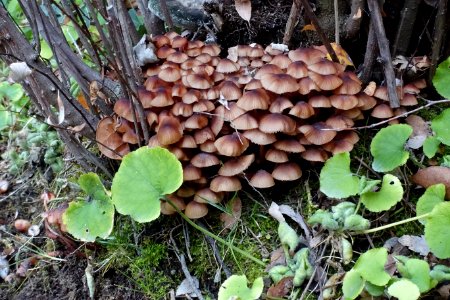 Mushrooms Hongos photo