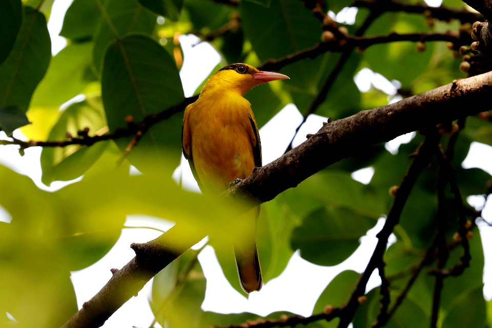  YT 8441 Black-naped Oriole