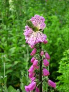 Bloemen insecten 2019 Rotterdam