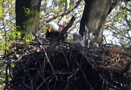 Bald eagle with young at John Heinz National Wildlife Refuge