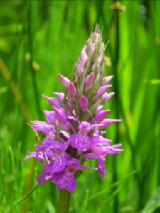Bloemen insecten 2019 Rotterdam