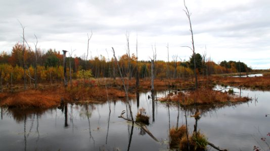 Fall Colors at Stephen Young Marsh