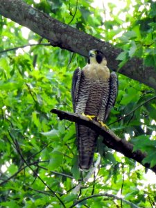 Peregrine Falcon