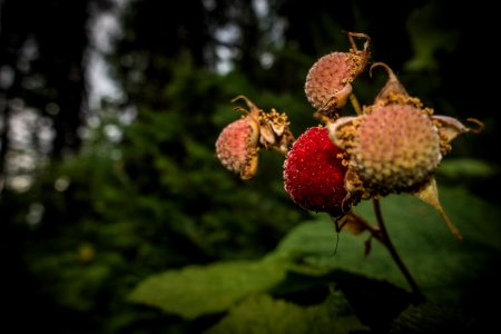 Thimbleberry (Rubus parviflorus) photo