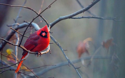 Cardinal at John Heinz National Wildlife Refuge photo