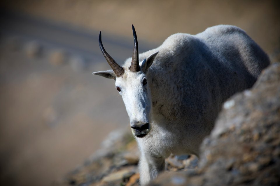 Mountain Goat