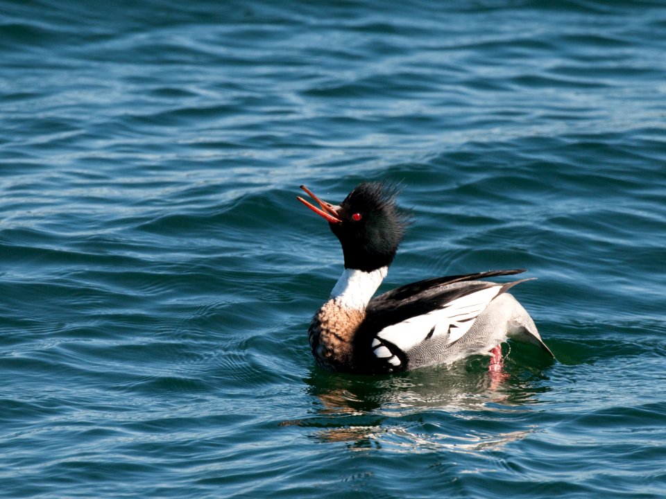 Red-breasted Merganser - Male