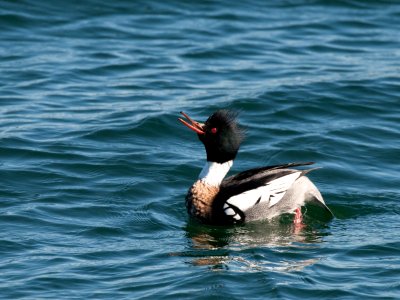 Red-breasted Merganser - Male