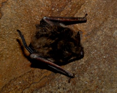 Bat survey in Ohio - 02/10/2011
