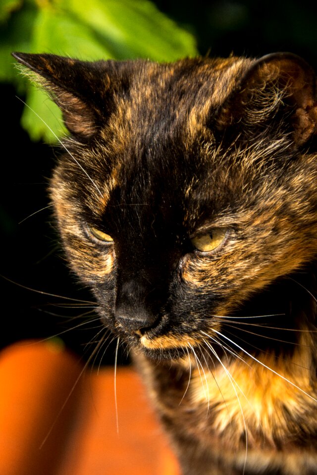 Domestic cat fur dear