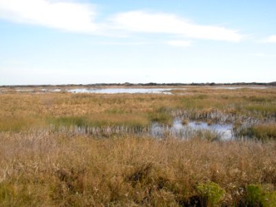 Marsh photo