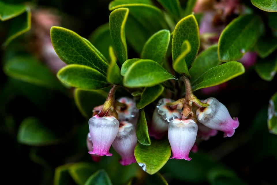 Kinnikinnick - Arcostaphylos uva-ursi