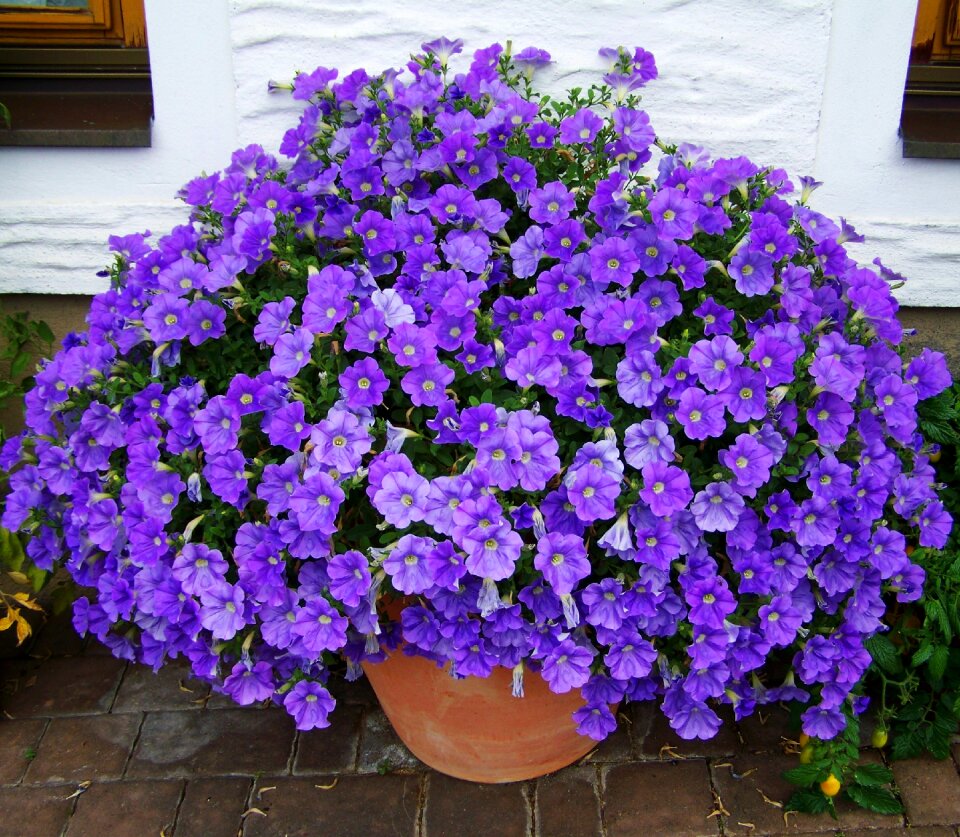 Petunia bluish-purple summer flower