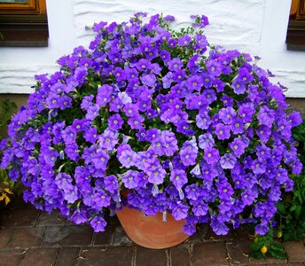 Petunia bluish-purple summer flower photo