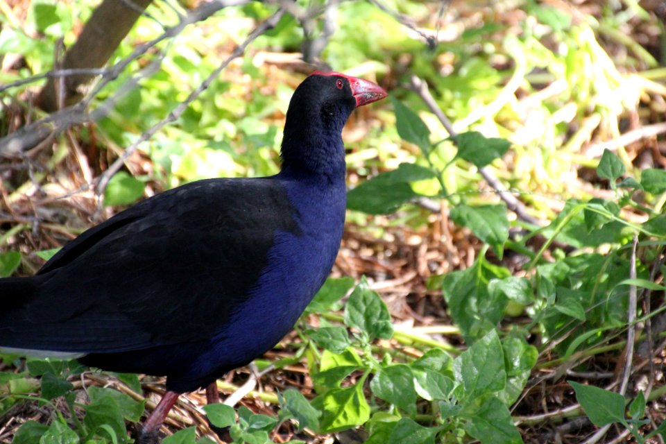 Purple Swamphen. Porphyrio porphyrio