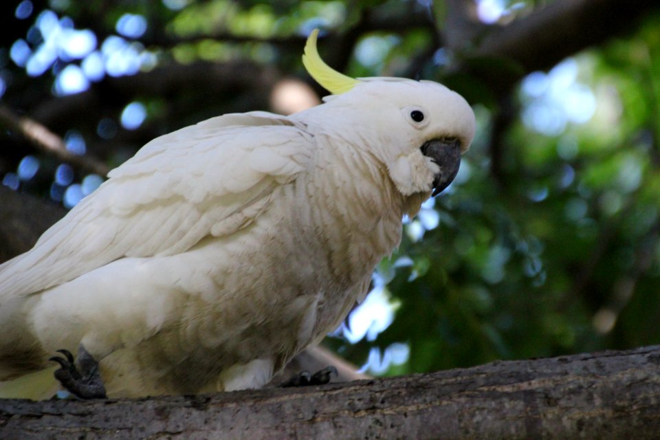 Sulphur-crested Cockatoo. Caratua galerita