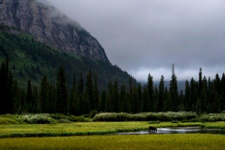 GT- Moose in the creek