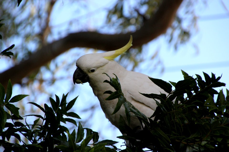 Sulphur-crested Cockatoo. Caratua galerita